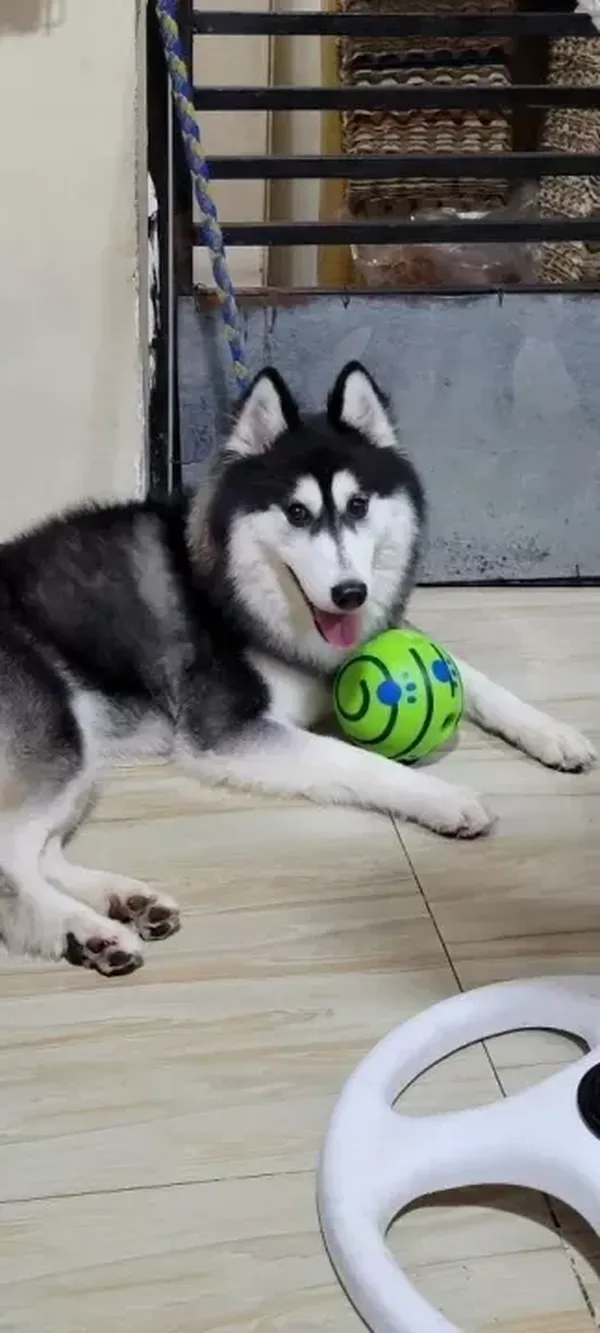 Ball Interaktives Hundespielzeug. Lustige Kichergeräusche beim Rollen photo review