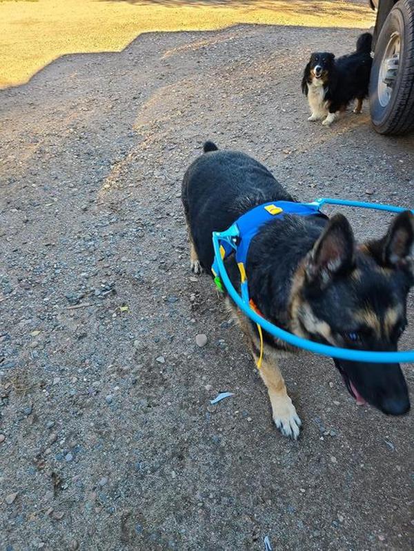 Blindes Hundegeschirr-Führungsgerät, Haustier-Antikollisionsring zum Schutz und Aufbau von Selbstvertrauen, blindes Hundegeschirr photo review