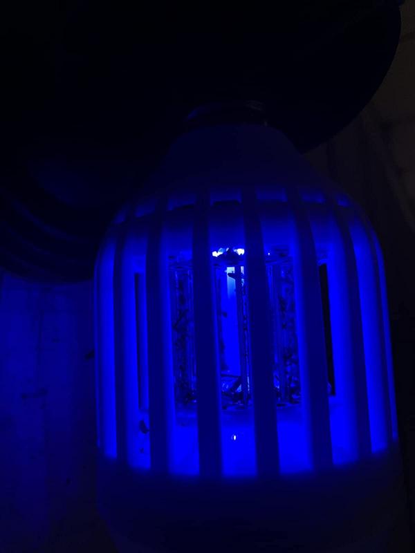 Bug Zapper LED-Glühbirne photo review