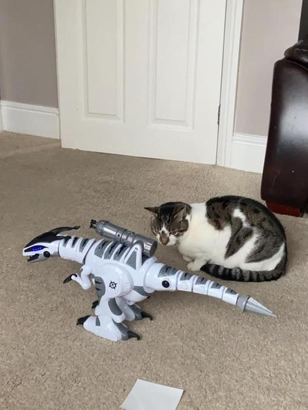 Ferngesteuerter Dinosaurier-Roboter, interaktives elektronisches Haustier, RC-T-Rex-Spielzeug, RC-Roboter-Dinosaurier, intelligentes interaktives Smart-Spielzeug photo review