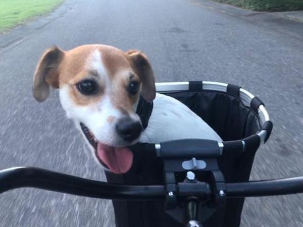 Premium-Fahrrad-Hundekorb. Vorderer Hundeträgerkorb photo review