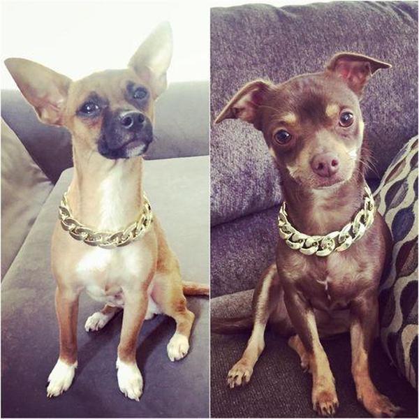 Thugpet Haustierhalsband mit dicker Goldkette für kubanische Hunde photo review