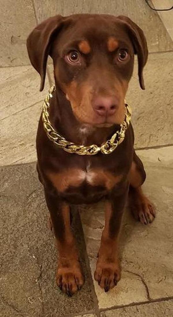 Thugpet Haustierhalsband mit dicker Goldkette für kubanische Hunde photo review