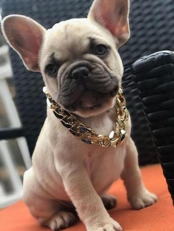 Thugpet Haustierhalsband mit dicker Goldkette für kubanische Hunde photo review