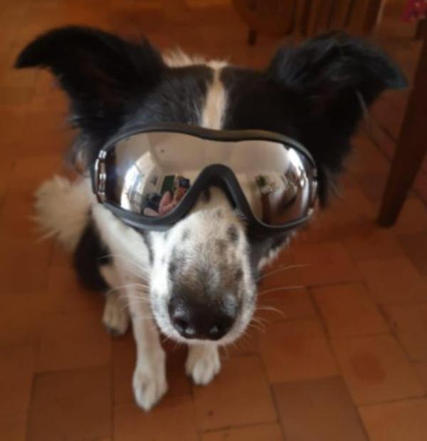 Wasserdichte, winddichte Schutzbrille für Hunde mit Sonnenschutz und UV-Schutz photo review