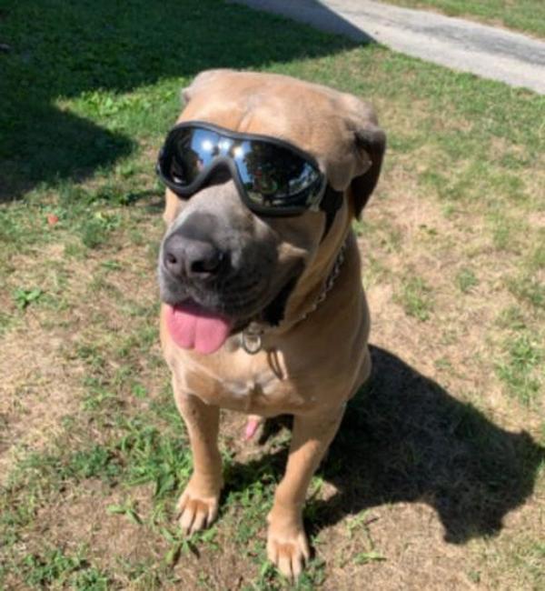 Wasserdichte, winddichte Schutzbrille für Hunde mit Sonnenschutz und UV-Schutz photo review