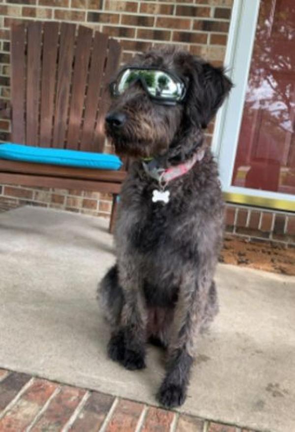 Wasserdichte, winddichte Schutzbrille für Hunde mit Sonnenschutz und UV-Schutz photo review